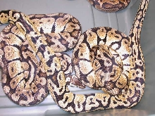 2.2 bp