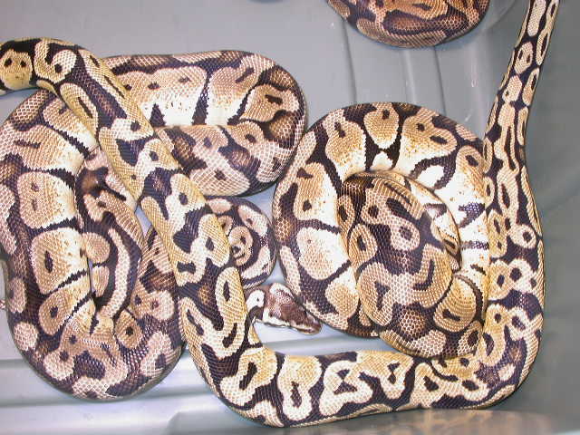 2.2 bp