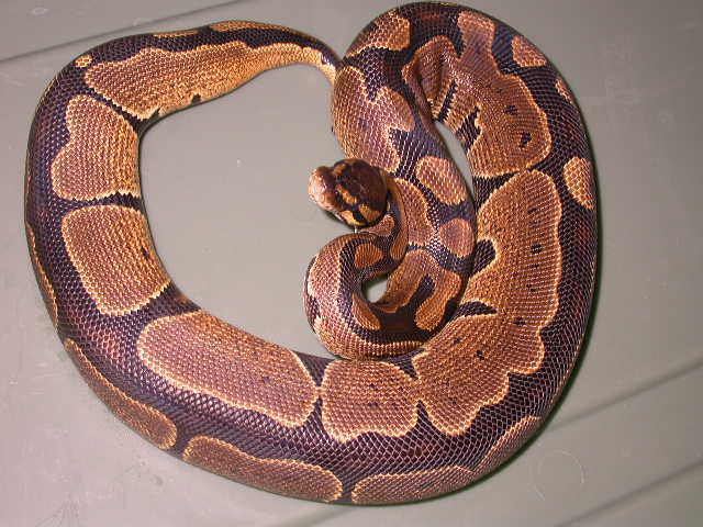 Female poss dh snow