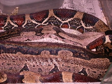 Ovulation