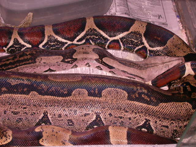 Ovulation
