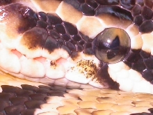EYE PASTEL