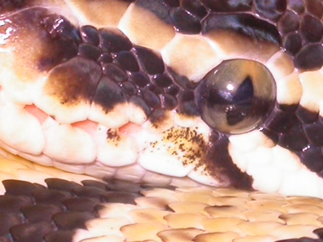 EYE PASTEL