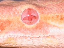 EYE BOA ALBINO JUNGLE