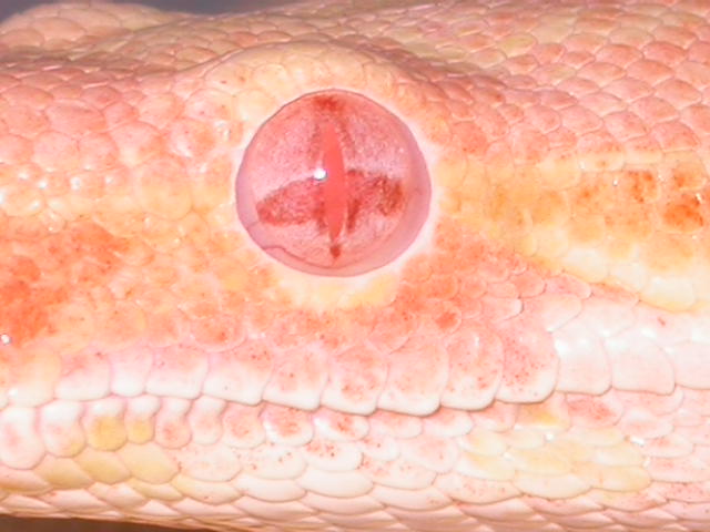 EYE BOA ALBINO JUNGLE