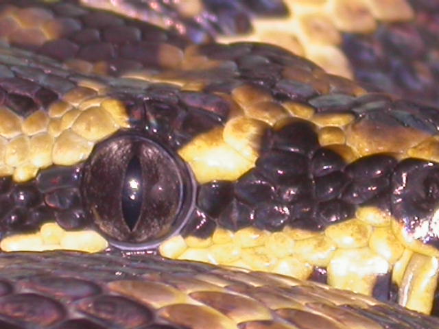 EYE JUNGLE CARPET