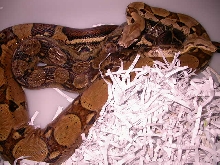 JUNGLE HET ALBINO BREEDING