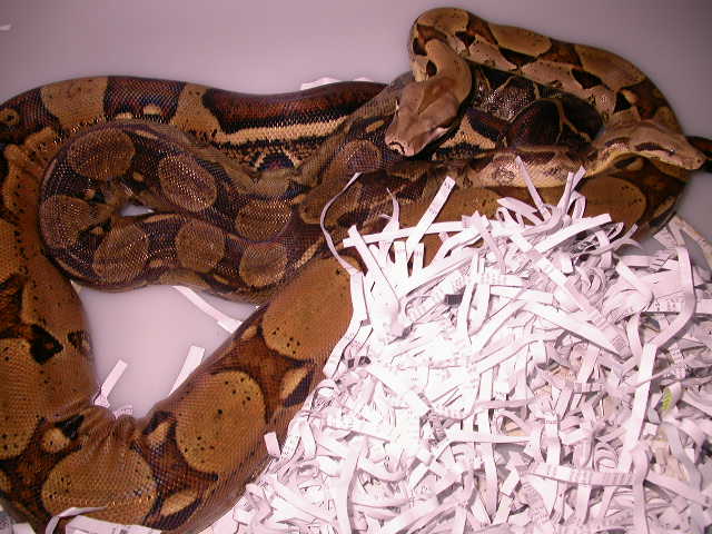 JUNGLE HET ALBINO BREEDING
