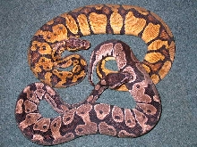 AXPHAX