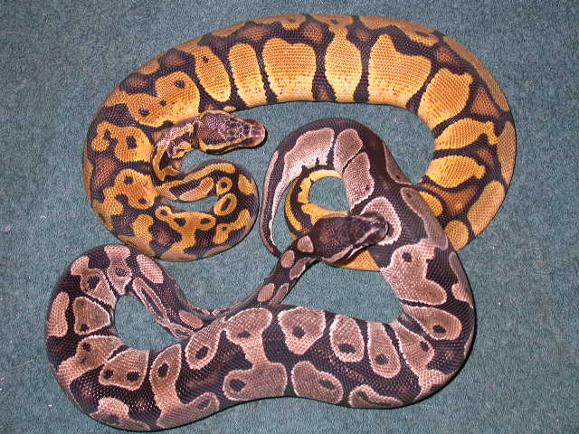 AXPHAX