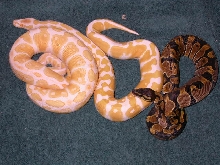BP