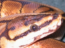 BP