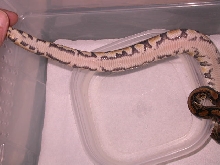 het piebald marker male