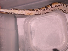 het piebald marker female 1