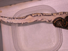 het piebald marker female 2