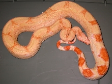 ALBINO JUNGLE 1.3