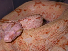 CORAL ALBINO