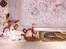 JAMAICAN BOA LITTER 3