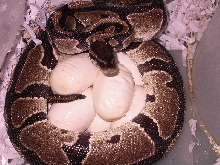 Ball python clutch