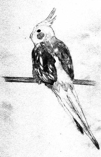 BirdieDraw