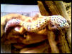Leopard Gecko1