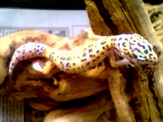 Leopard Gecko1