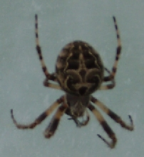 Please help identify!