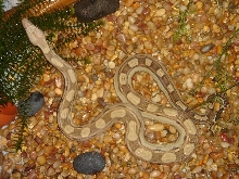 boa