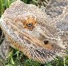 close up