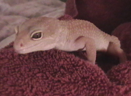 Casper the patternless Gecko