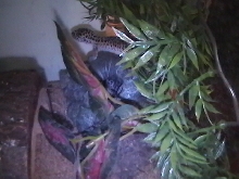 Spot & Newbie