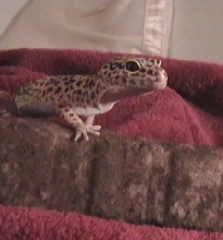 Spot