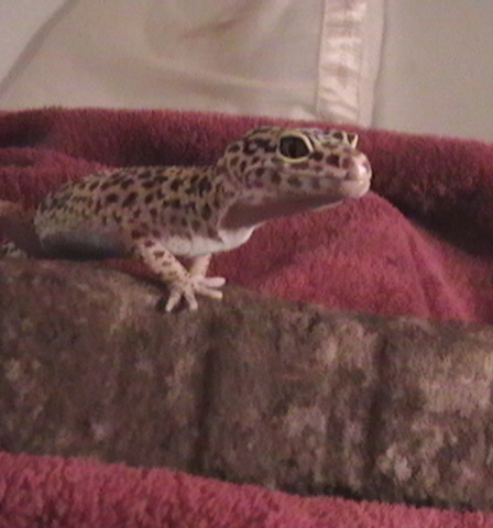 Spot