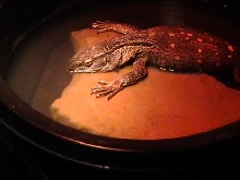 My Zilla Boy Soaking