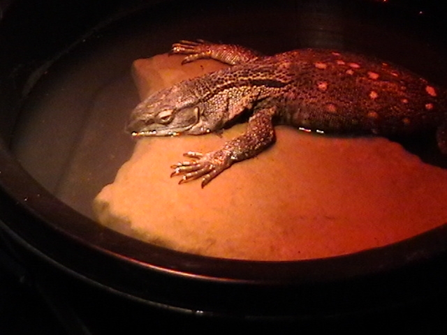 My Zilla Boy Soaking