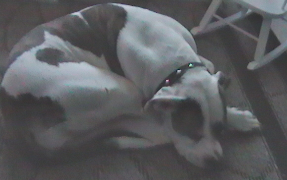 Summer Sleeping