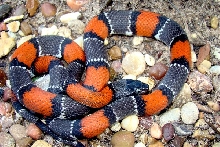 Langtry Blairs male