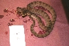 4A