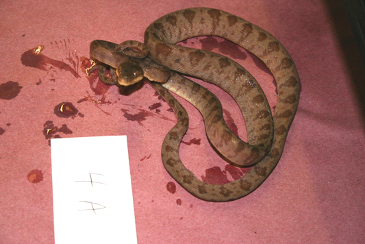 4A