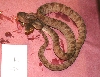 4A2