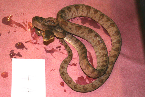 4A3