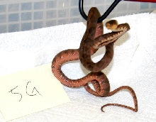 5GC
