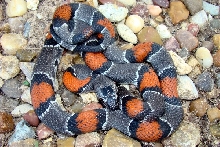 3.6 West Langtry female 1