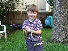 Calebs Gopher Snake