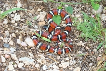 Celaenops