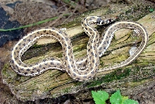 Checkered Garter