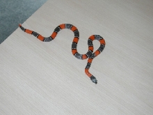 Med-Dark Blairs female