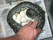 Diamond Python