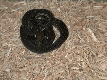 Baby Diamond Pythons