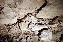 In situ longnose